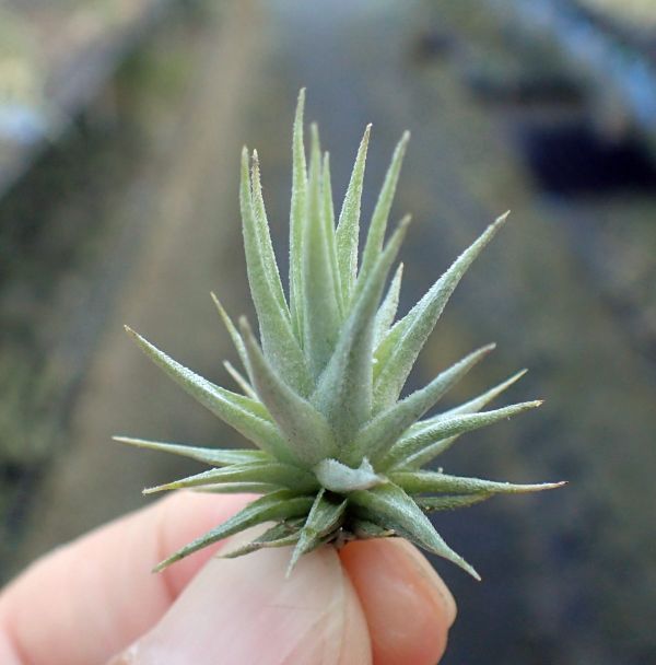 蘿莉/T. loliacea 