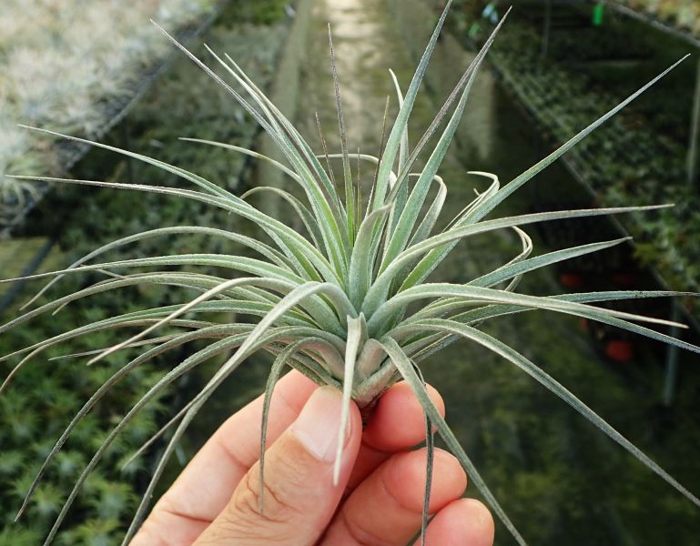 多國花 stricta 'Sterling' 