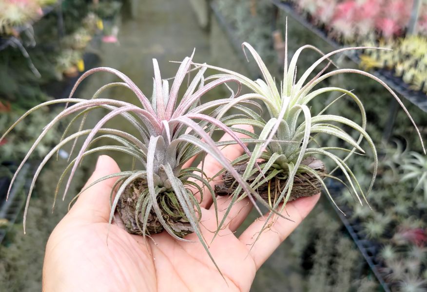 噴泉x德魯伊小精靈/exserta x ionantha 'Druid' 