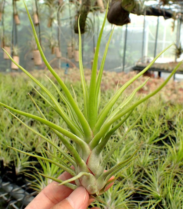 華美露拉小精靈x貝里斯章魚/ionantha 'Huameula' x bulbosa 'Belize' 