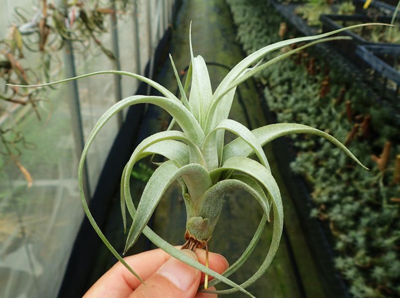 阿比達x電捲 / Saint Eulogius(albida x streptophylla) 