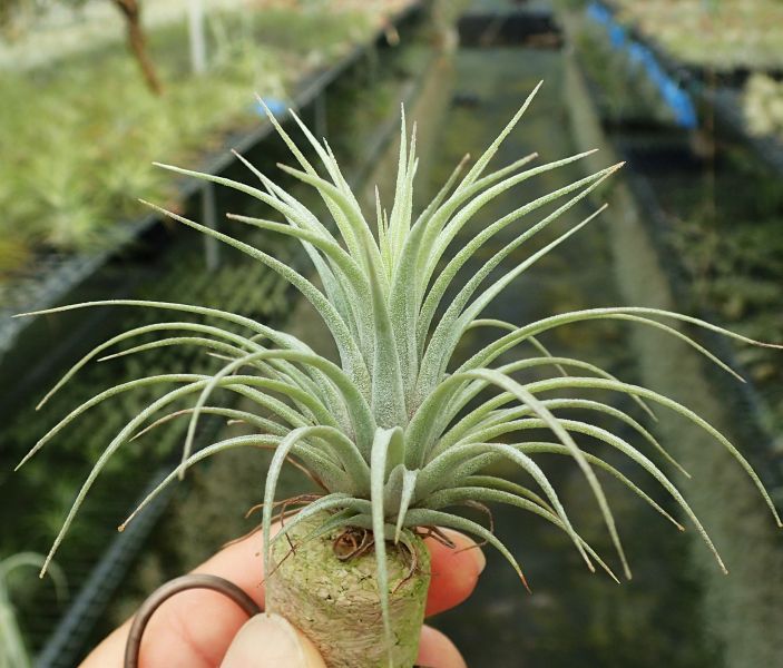 阿比達x小精靈 / Maureen Green(abdita x ionantha) 