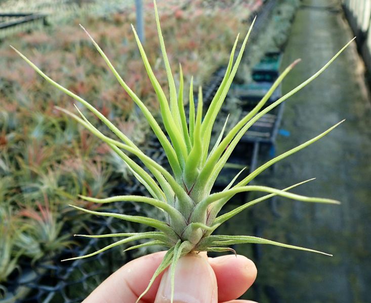 華美露拉小精靈x貝里斯章魚/ionantha 'Huameula' x bulbosa 'Belize' 