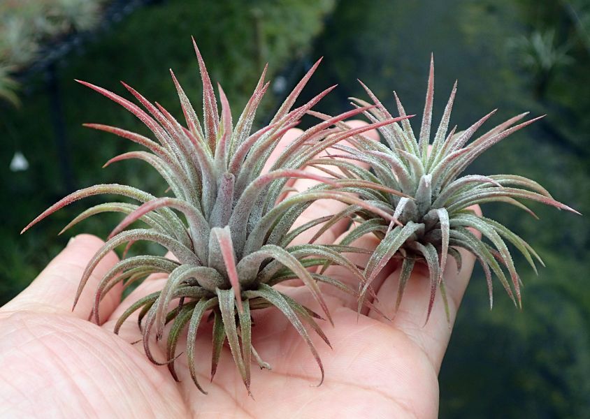 葛蕾絲小精靈 / ionantha 'Grace' 