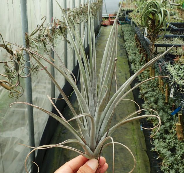 Key Largo (capitata x extensa) 