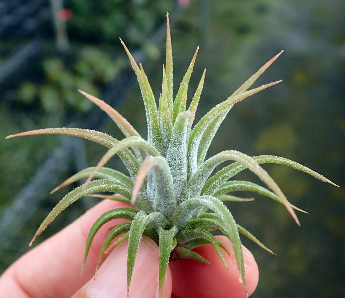 蜜桃小精靈 / ionantha 'Peach' 