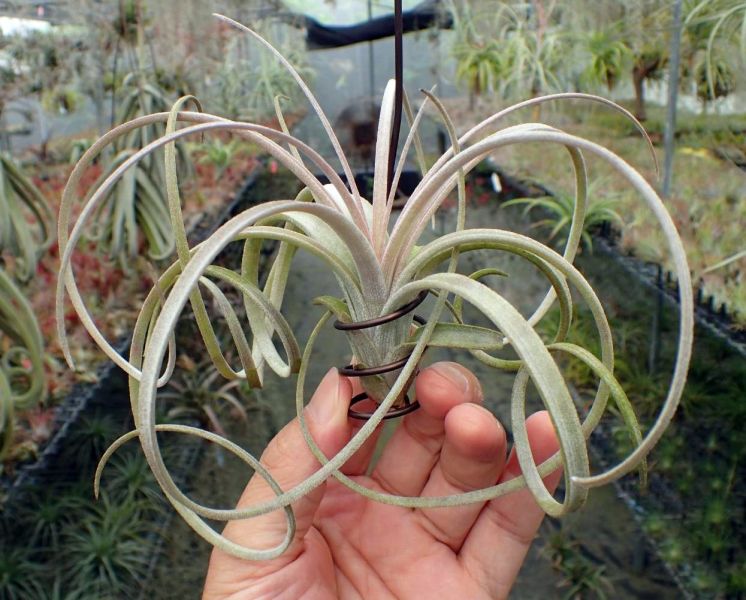 大型噴泉 T. exserta giant 空氣鳳梨