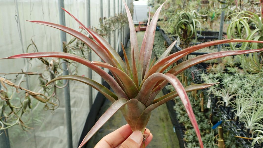 草莓牛奶卡比 / capitata 'Mauve' 