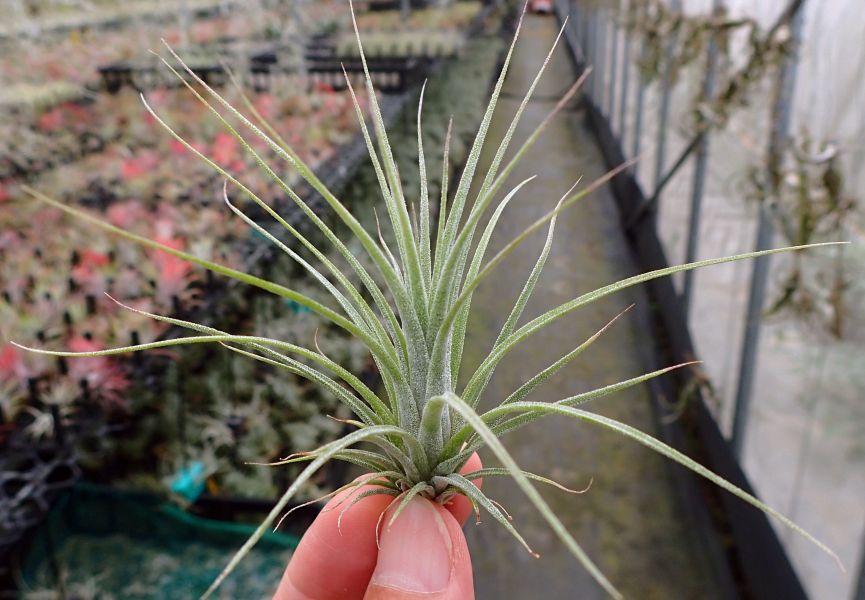 (卡比x電捲) x 福果小精靈 /capitata x streptophylla) x ion 'Fuego' 