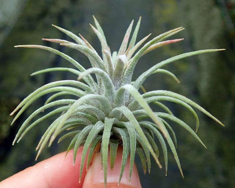 龍精靈 / ionantha 'Ron' 