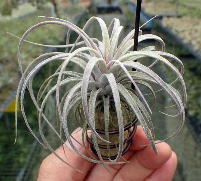 噴泉x小精靈 / exserta x ionantha 