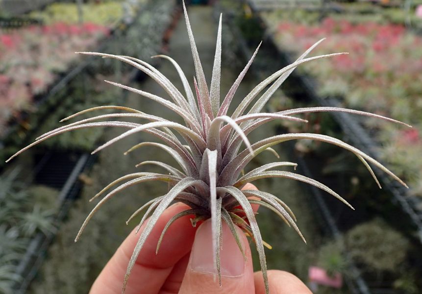 卡比多明尼加 x 捲葉小精靈/capitata 'Domingensis' x ion 'Curly Leaf' 
