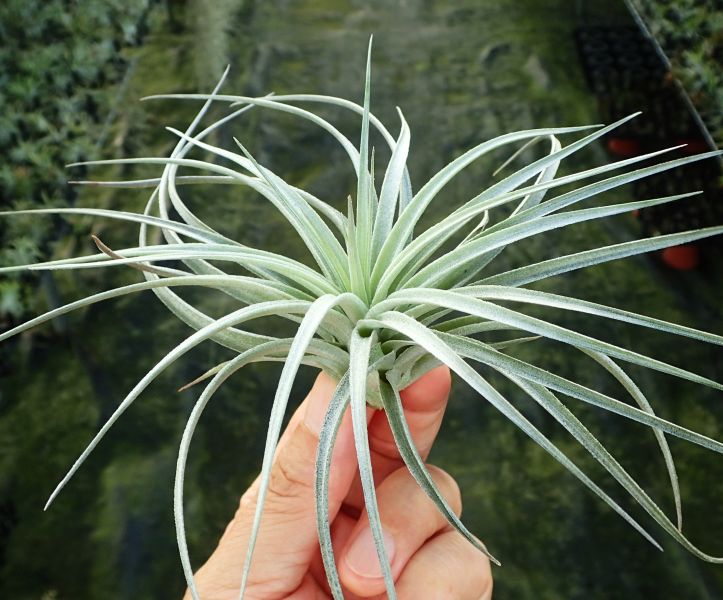 多國花 stricta 'Soft Purple' 