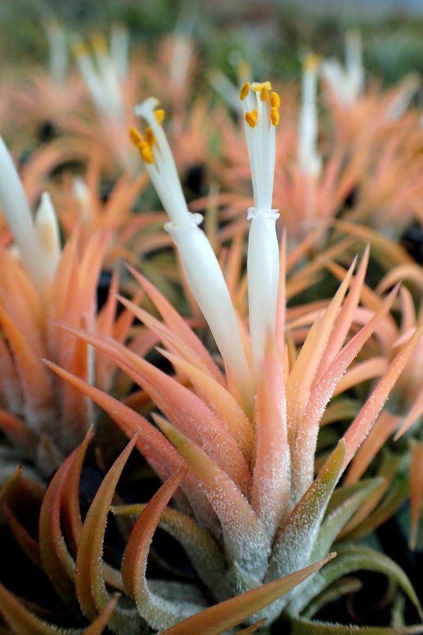蜜桃小精靈 / ionantha 'Peach' 