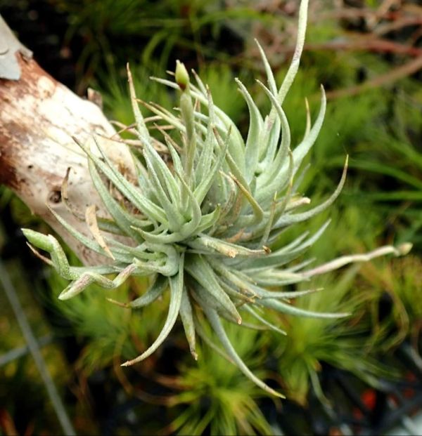 蘿莉/T. loliacea 
