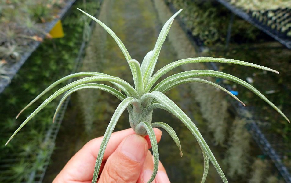 小精靈 x 紅女王 / ionantha x paucifolia 