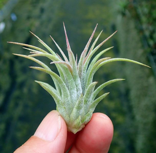 天鵝絨小精靈 / ionantha 'Tall Velvet' 