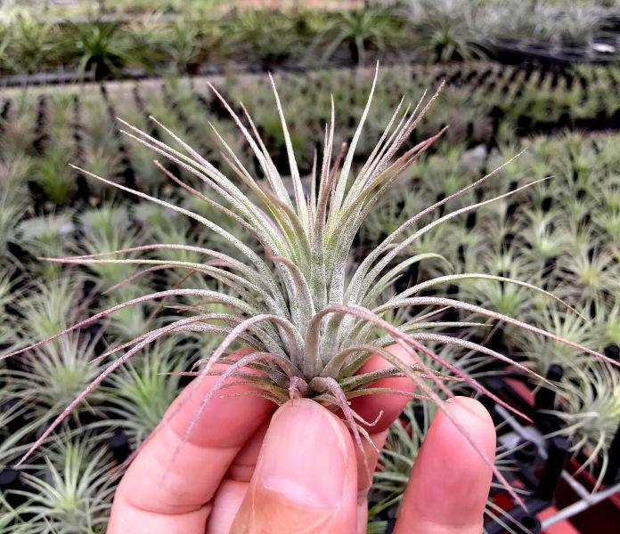 小狐尾x全紅捲小精靈/funckiana x ionantha 'RubraCurly' 