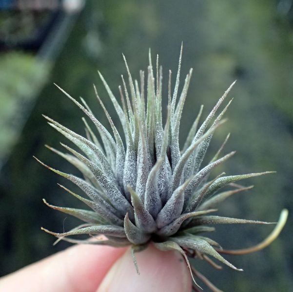 榛果小精靈 / ionantha 'Hazelnut' 