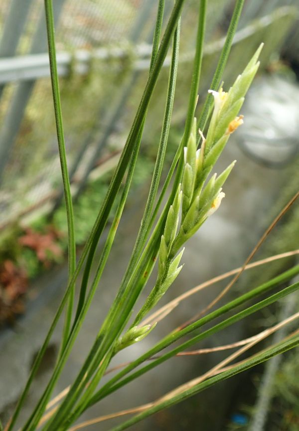 稻草 / remota 