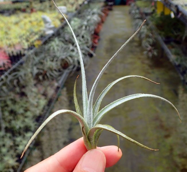 巴爾薩斯 / balsasensis 