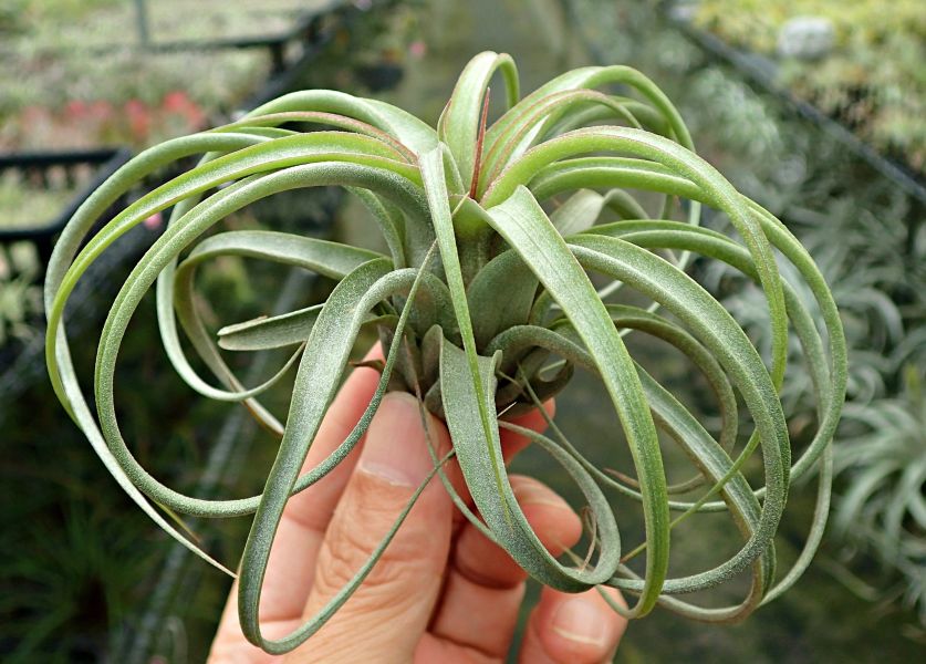 空可樂 x 電捲 / concolor x streptophylla 