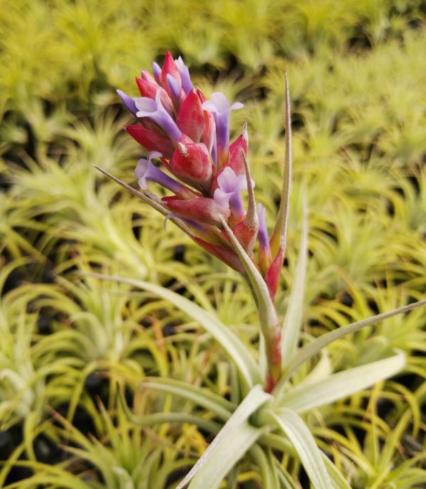 多國花 stricta 'Angel White' 
