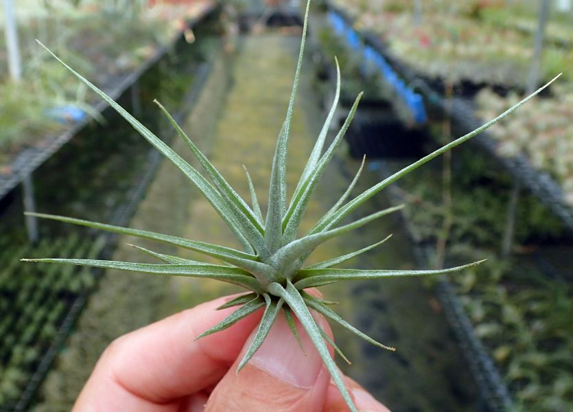 血滴子 x (電捲x章魚)/espinosae x (streptophylla x bulbosa) 