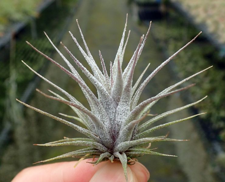 (犀牛x小精靈)x電捲 / (seleriana x ion) x streptophylla 
