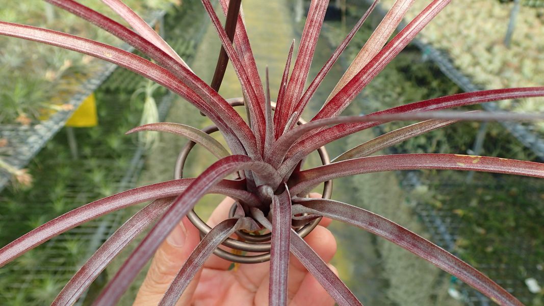 卡比多明尼加 x casallena 