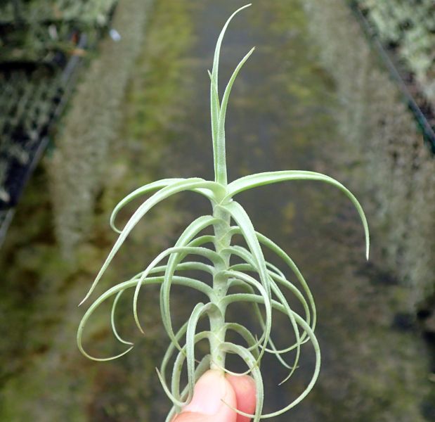 粗糠x雞毛撢 /  paleacea x tectorum 