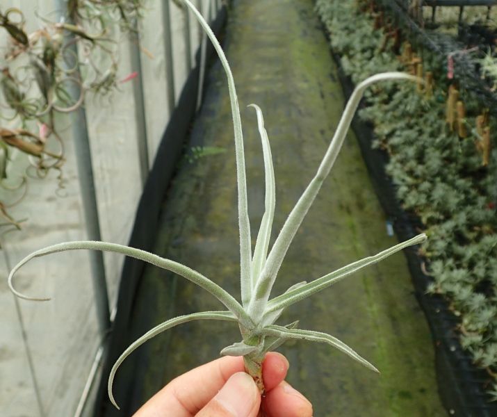 厚葉迷你樹猴(香花) / streptocarpa 'Thick Leaf' 