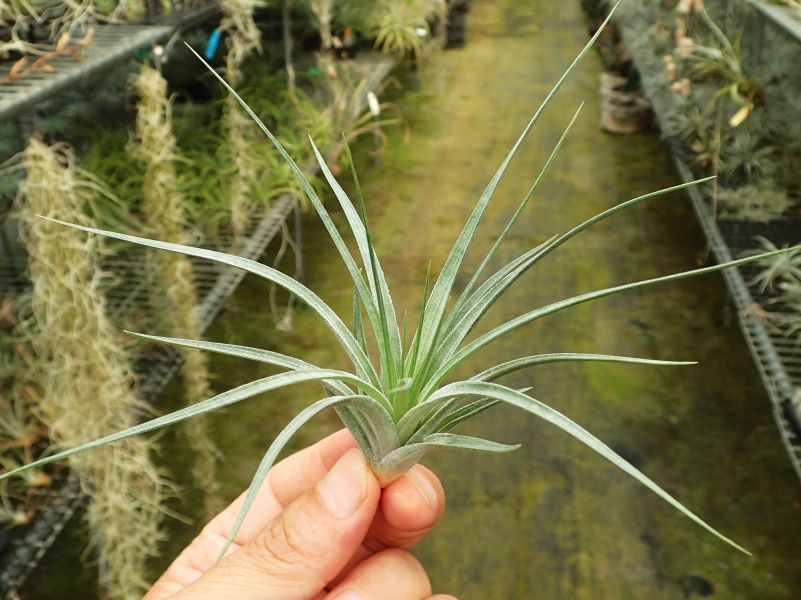 硬葉多國花 / stricta 'BAK' 