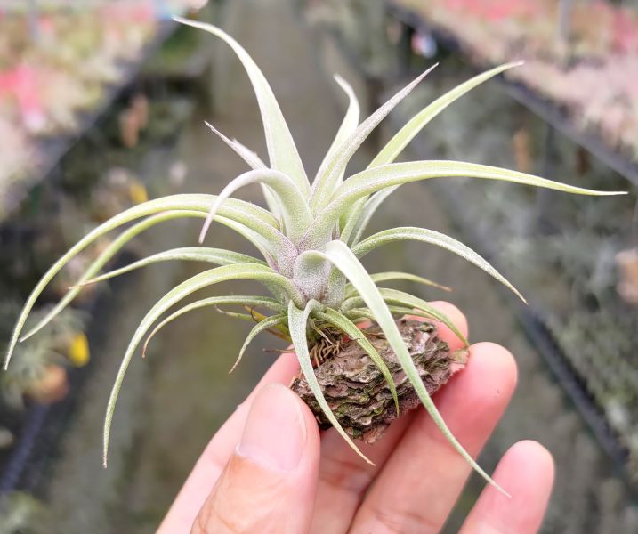 (香檳x空可樂)x電捲/(chiapensis x concolor)x streptophylla 