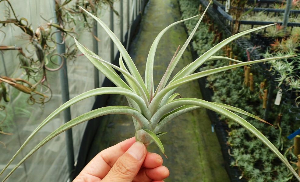 香檳x空可樂 / chiapensis x concolor 