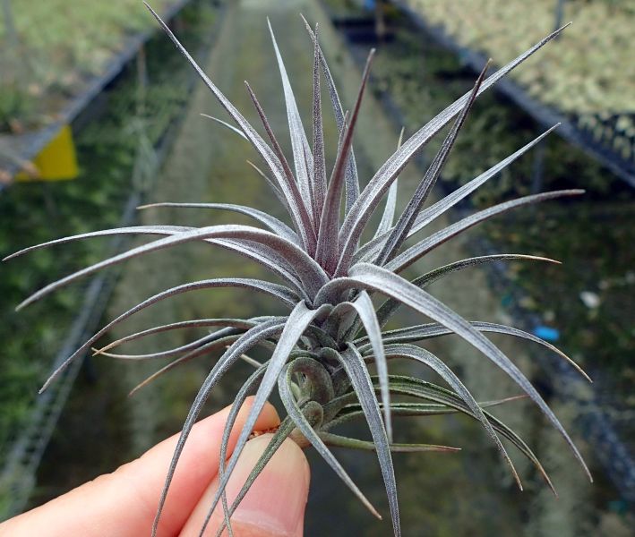 迷你紫蘿蘭 / aeranthos 'mini purple' 