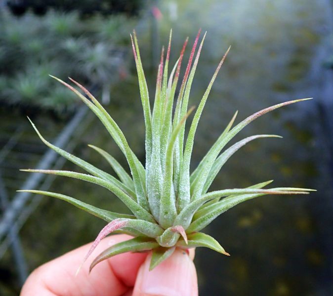 高型小精靈 / ionantha 'Tall Form' 