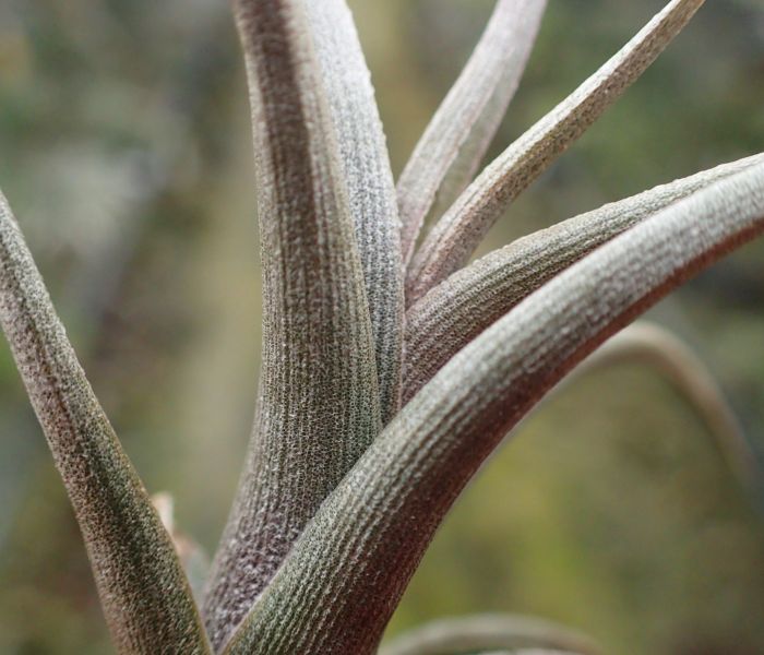 albertina x muriae 