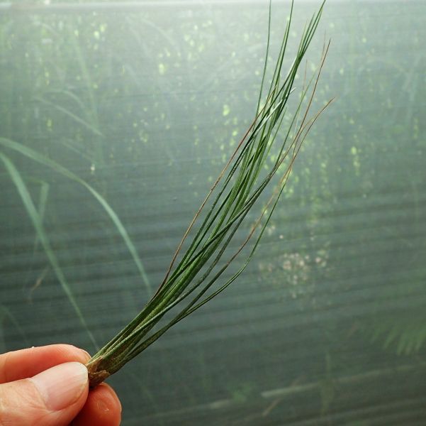 稻草 / remota 