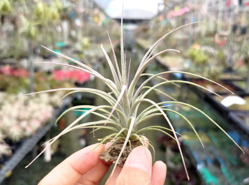 噴泉x福果小精靈/exserta x ionantha 'Fuego' 