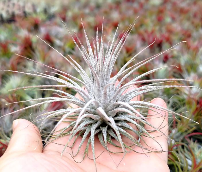斑馬小精靈/ionantha 'Zebrina' 