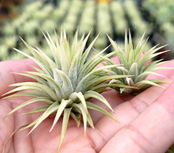斑葉阿伯小精靈/ionantha 'Albo-Marginata' 