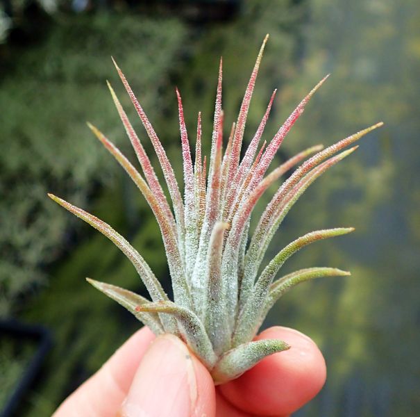 狂歡節小精靈 / ionantha 'Mardi Gras' 