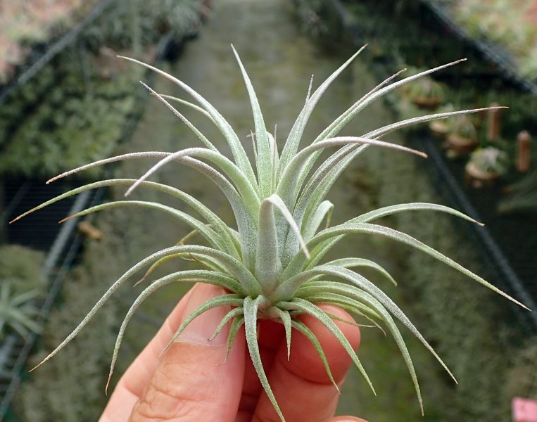 福果小精靈 x 霸王/ ion 'Fuego' x xerographica 