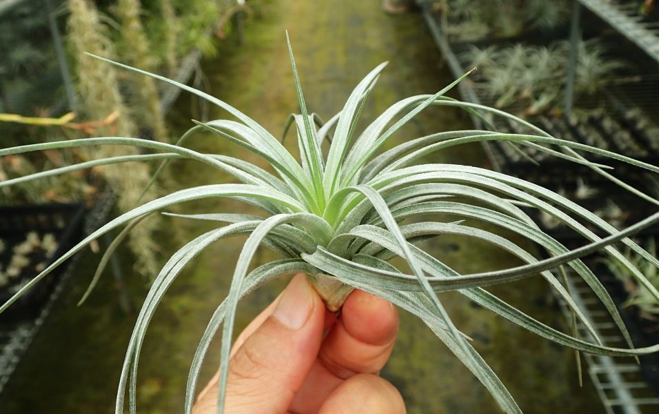 硬葉多國花 / stricta 'BAK' 