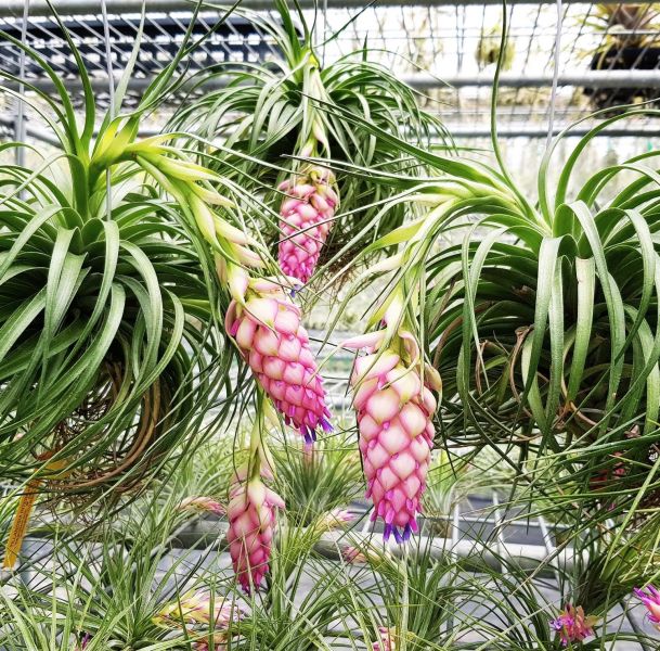 多國花 stricta 'Cousin It' 