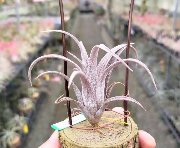 伊莉莎白x電捲/elizabethae x steptophylla 