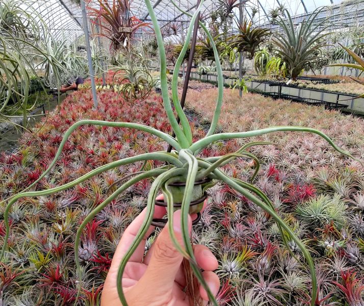 演出時刻/Showtime(bulbosa x streptophylla) 