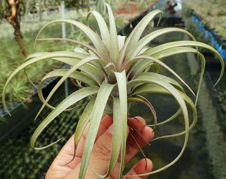 貝可利"Supreme"x福果小精靈 / brachycaulos 'Supreme' x ionantha 'fuego' 