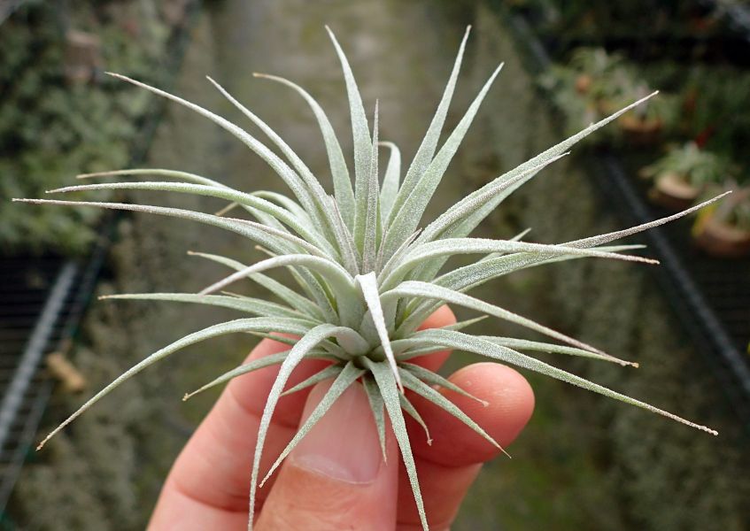 卡拉斯特小精靈 x 霸王/ion 'Cluster' x xerographica 